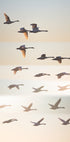 Past the sun. - Posterbox