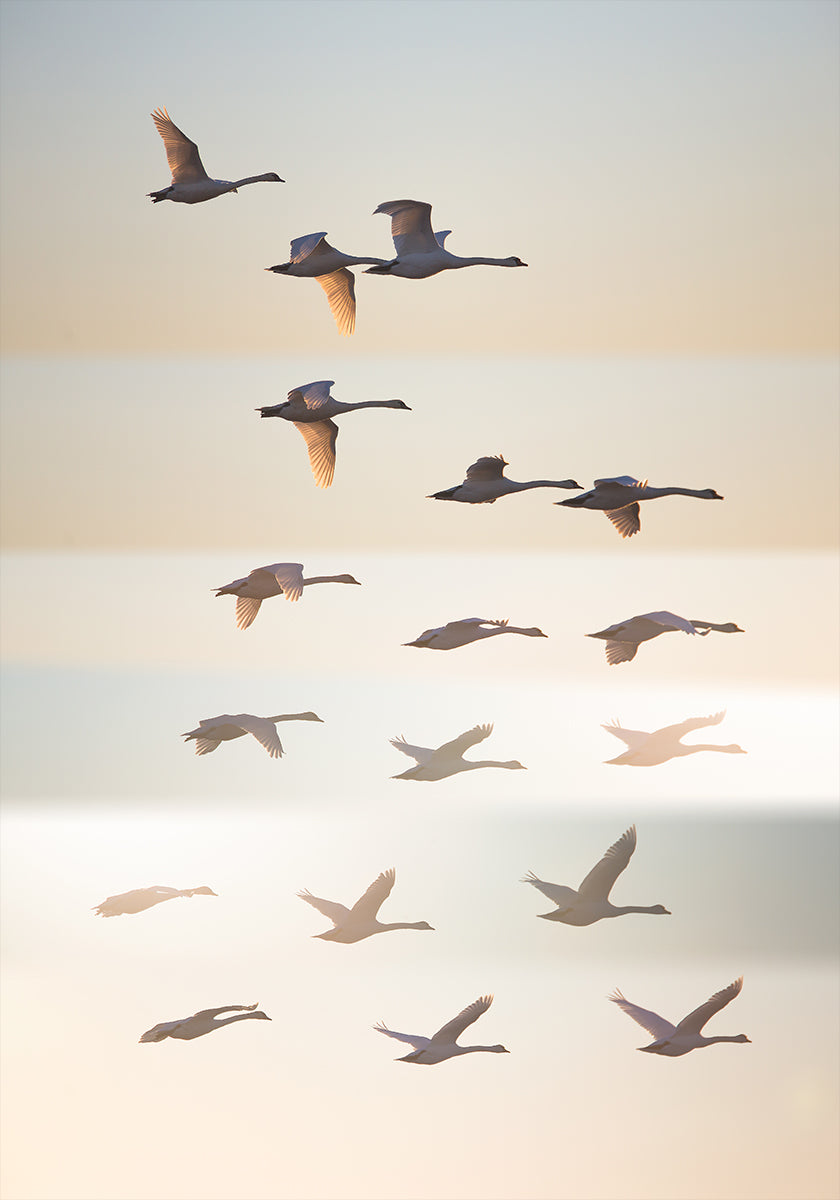 Past the sun. - Posterbox