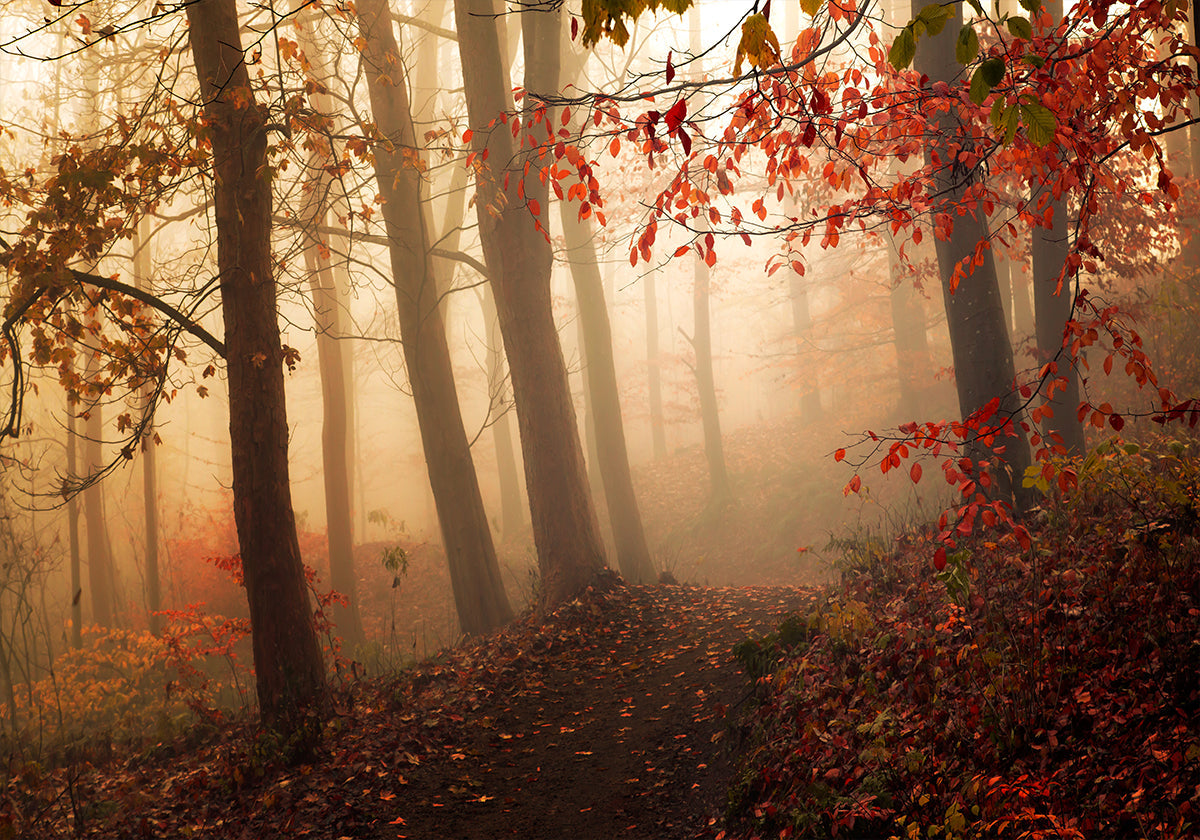 Towards the light. - Posterbox