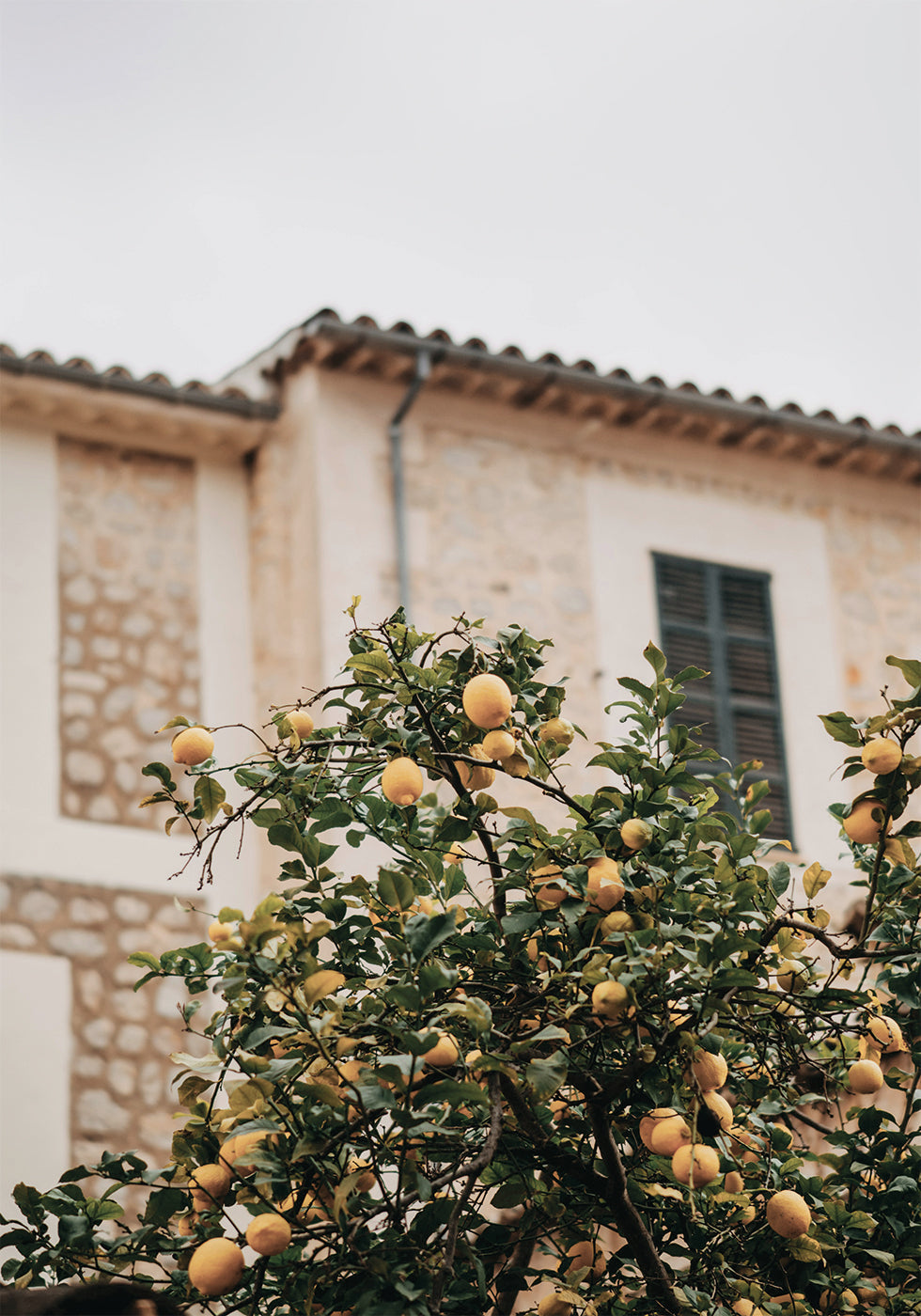 Lemons Plakat - Posterbox.dk