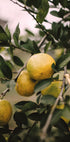 Lemons Tree Plakat - Posterbox.dk