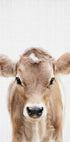 Peekaboo Baby Cow  Plakat - Posterbox