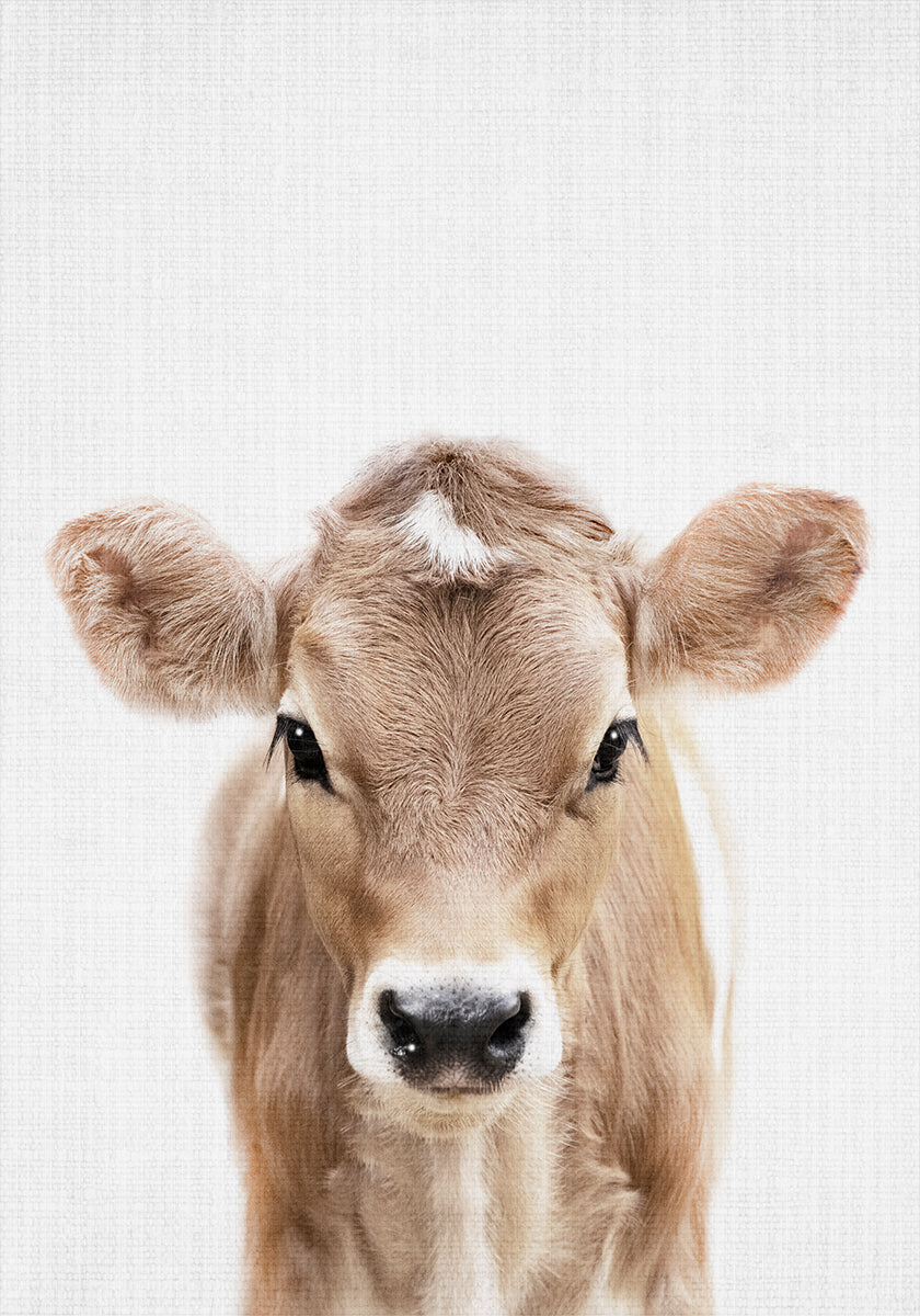 Peekaboo Baby Cow  Plakat - Posterbox