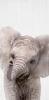Peekaboo Baby Elephant Plakat - Posterbox
