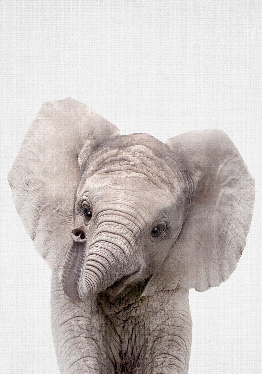 Peekaboo Baby Elephant Plakat - Posterbox