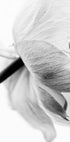 Blooming Flower Plakat - Posterbox