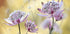 Astrantia Major Plakat - Posterbox