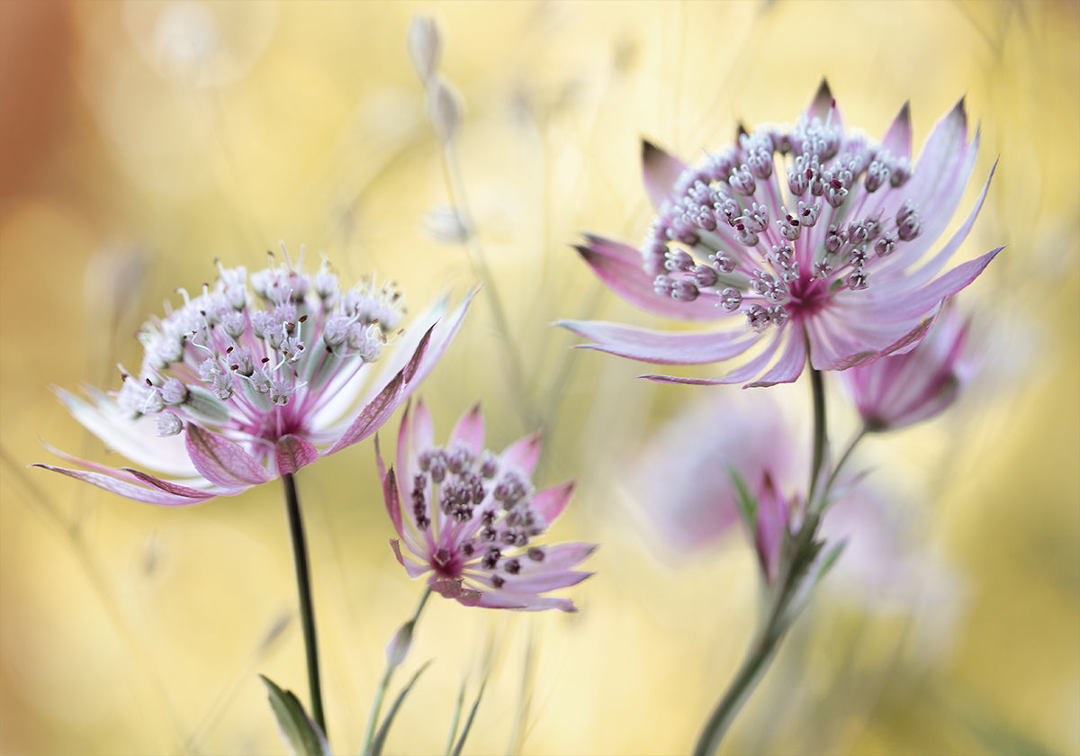 Astrantia Major Plakat - Posterbox