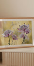 Astrantia Major Plakat - Posterbox