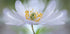 Nemorosa Nirvana - Posterbox