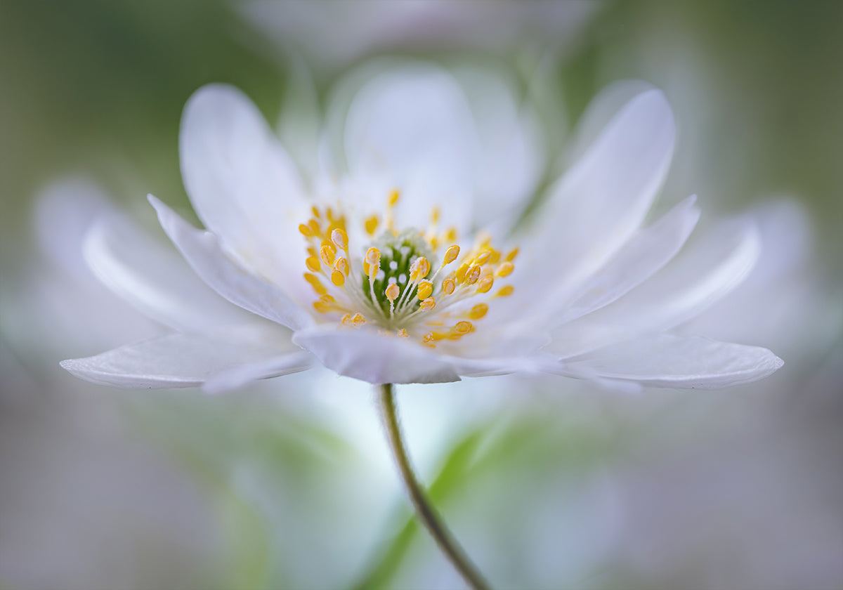 Nemorosa Nirvana - Posterbox