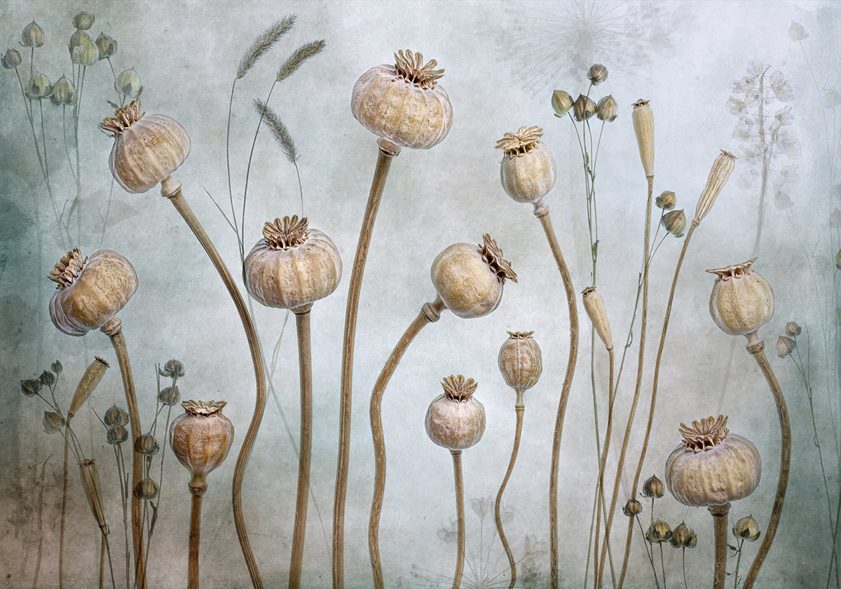 Papaver - Posterbox