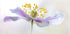 Wood Anemone - Posterbox