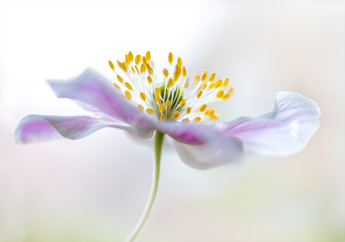 Wood Anemone - Posterbox
