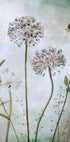 Allium Plakat - Posterbox