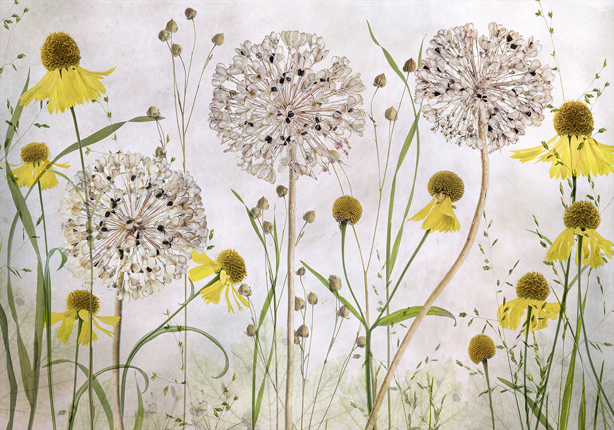 Alliums and heleniums Plakat - Posterbox