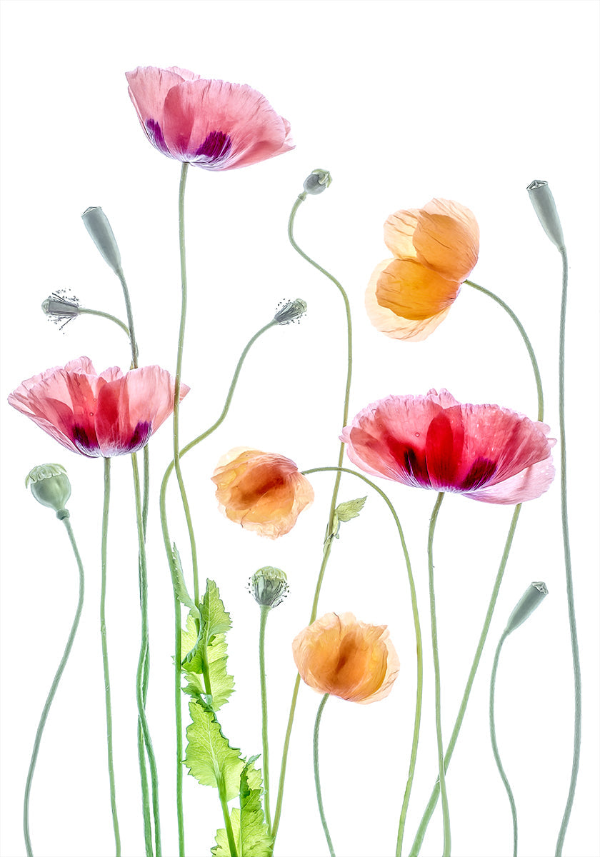 Poppies Plakat - Posterbox