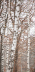 Birch Trees 6 Plakat - Posterbox