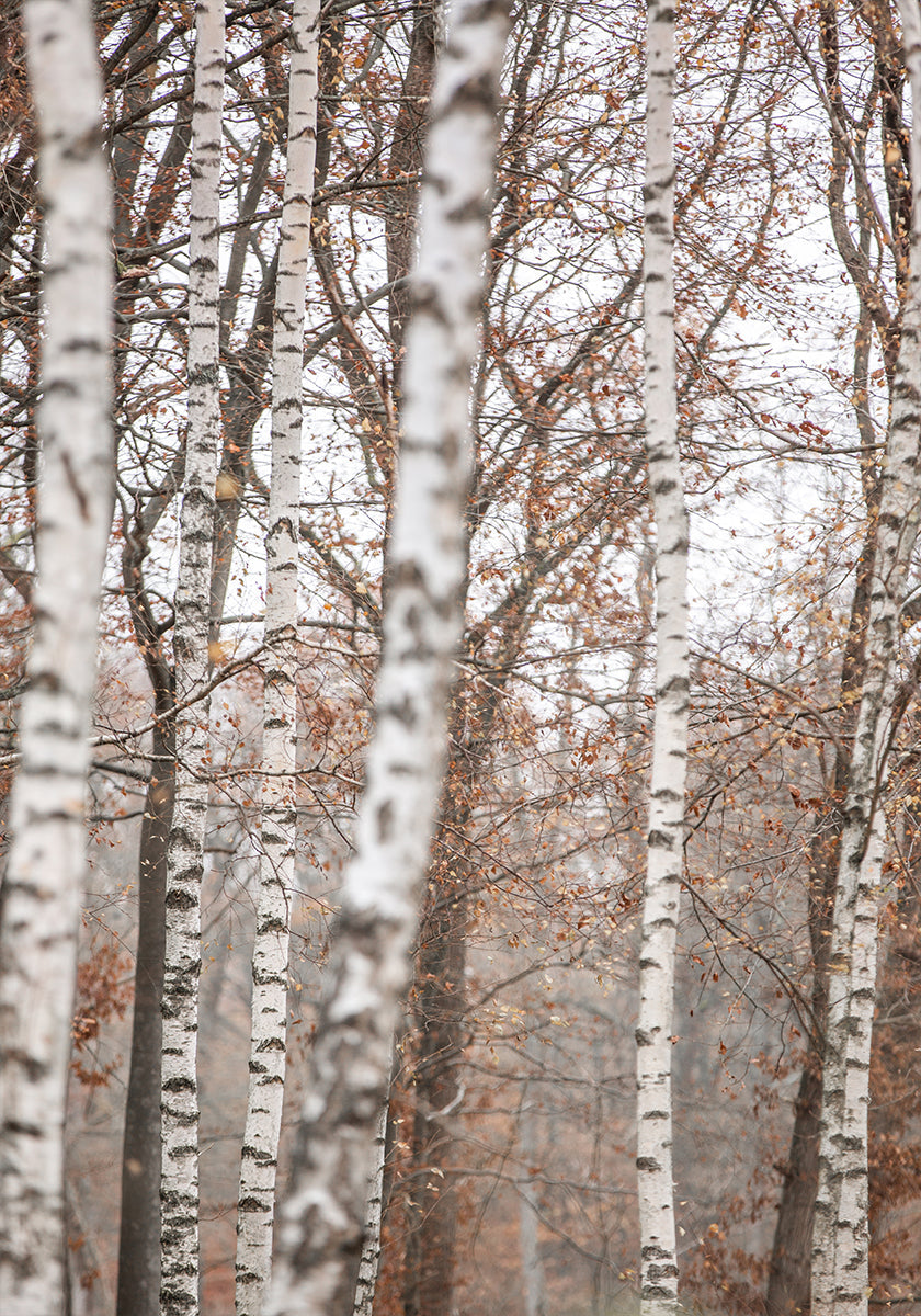 Birch Trees 6 Plakat - Posterbox
