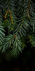 Winter Branches 7 Plakat - Posterbox