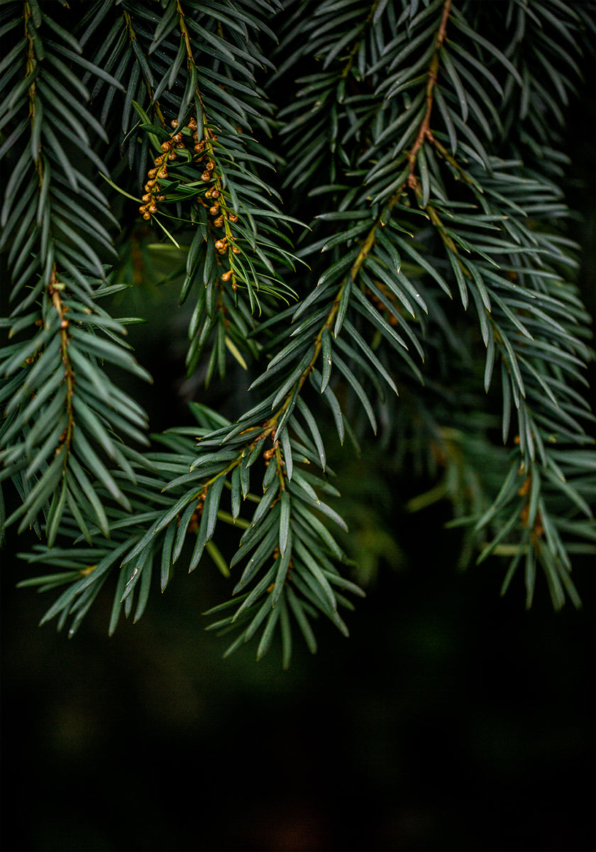 Winter Branches 7 Plakat - Posterbox