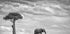 Elephant Landscape - Posterbox