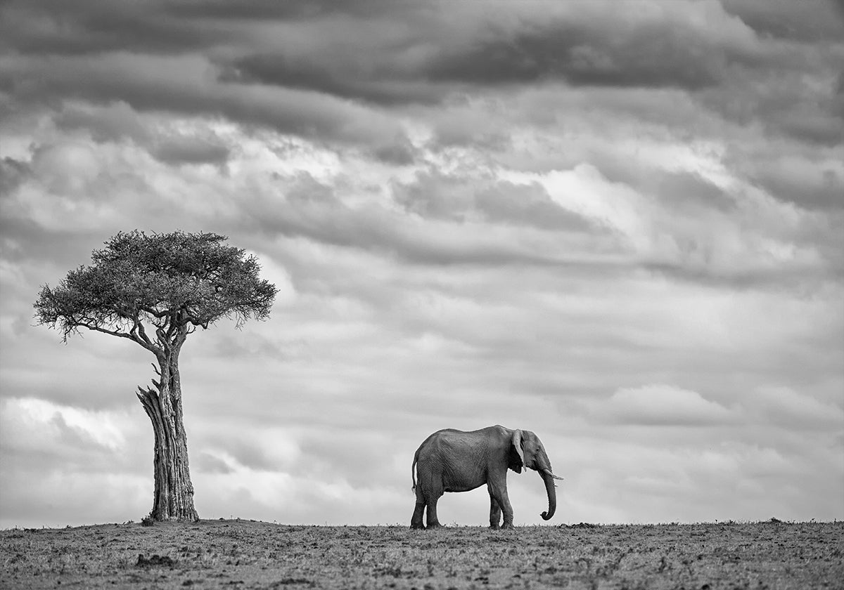 Elephant Landscape - Posterbox