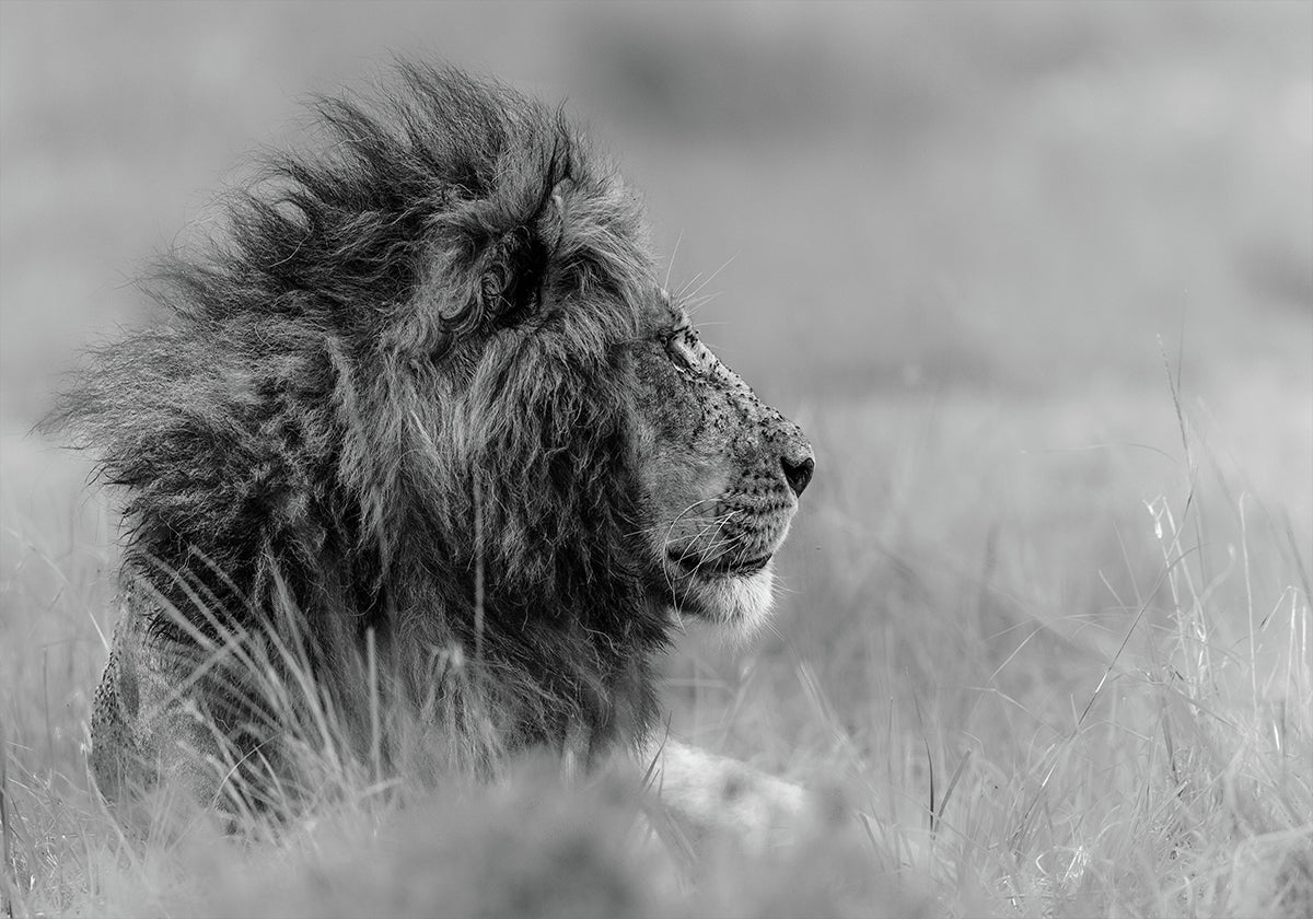 The king is alone - Posterbox