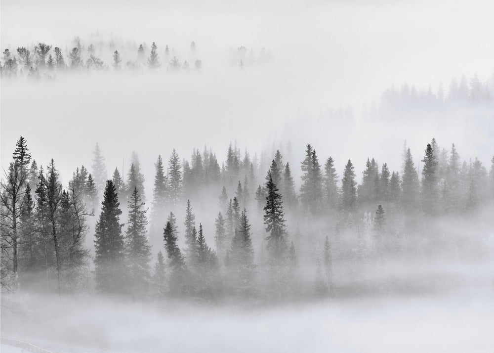Foggy Forest - Posterbox