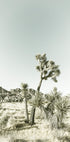 Joshua Tree National Park Vintage Impression Plakat - Posterbox