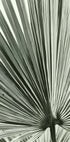 Palm Leaf (NEW) - Posterbox