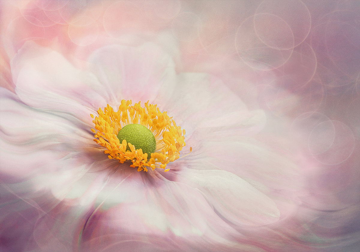 Dreams of Flower (NEW) - Posterbox