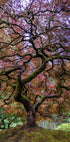 Japanese Maple Tree - Posterbox