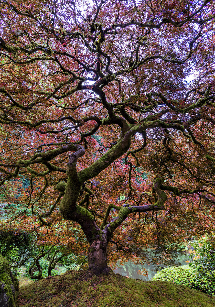Japanese Maple Tree - Posterbox