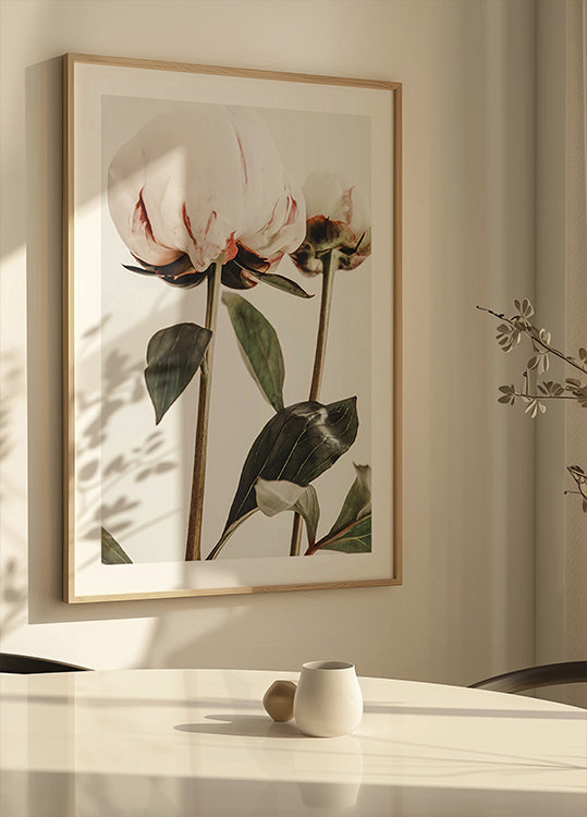 Peony 24 Plakat