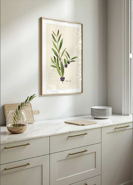 Botany Phillyrea Latifolia Plakat