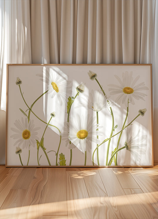 Ox eye Daisies Plakat