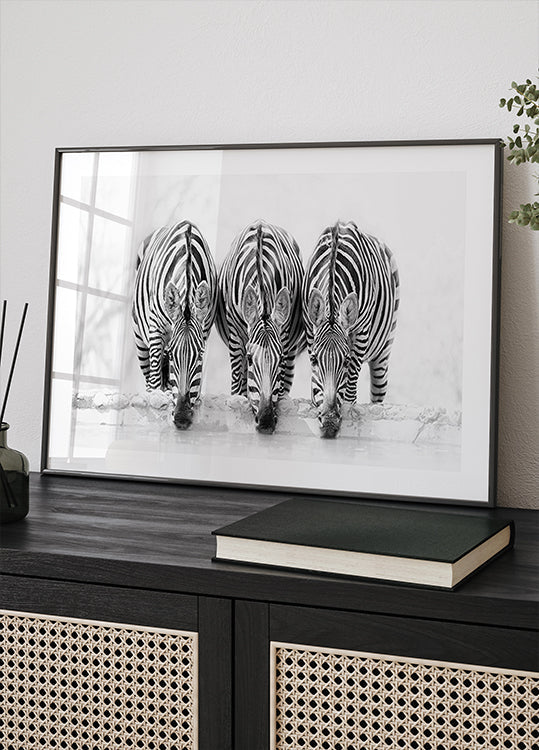 Zebras Plakat