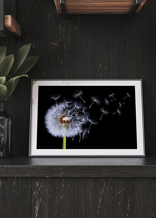 Dandelion Blowing Plakat