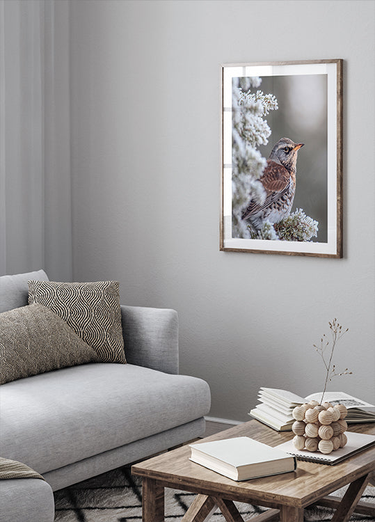 Fieldfare in a winter setting Plakat