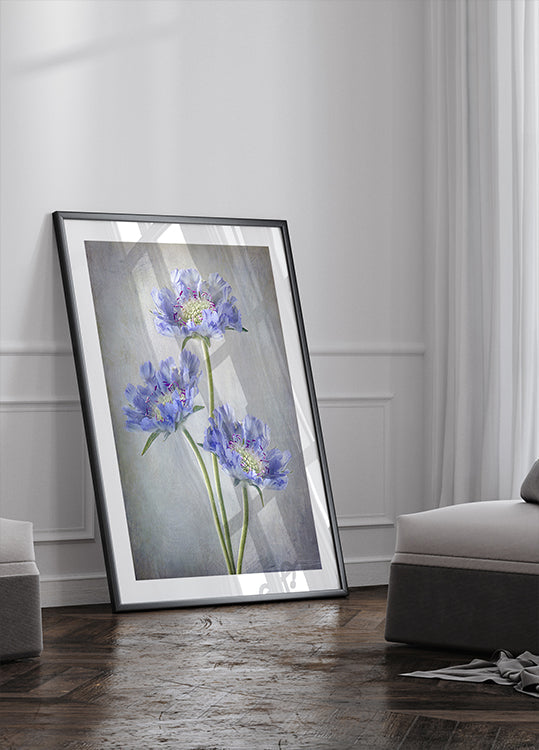 Scabiosa Plakat