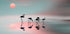 Family flamingos. Plakat - Posterbox