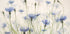 Cornflowers Plakat - Posterbox