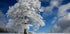 White Windbuche in Black Forest - Posterbox