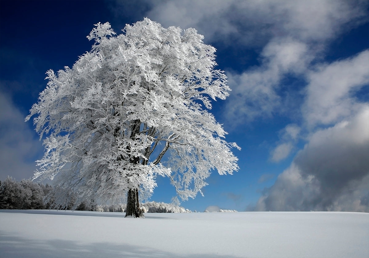 White Windbuche in Black Forest - Posterbox