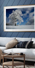 White Windbuche in Black Forest - Posterbox