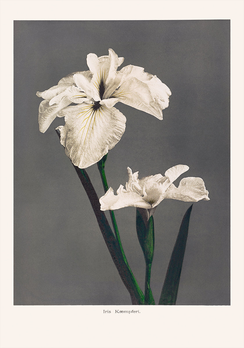Iris Kæmpferi Plakat - Posterbox