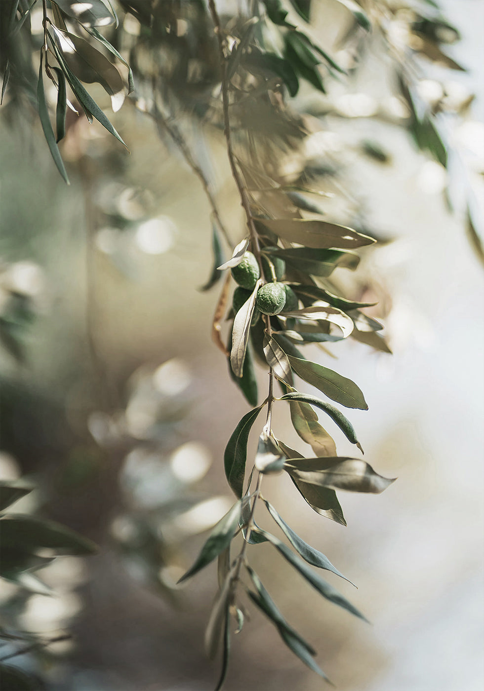 Olive Branch Plakat - Posterbox.dk