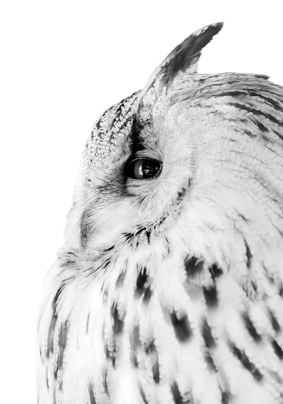 Majestic Owl Gaze Plakat