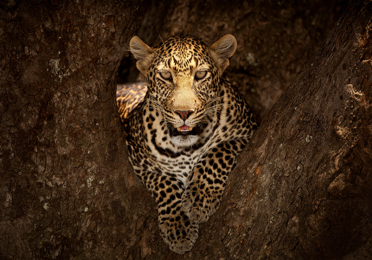 Leopard Resting on a Tree at Masai Mara - Posterbox